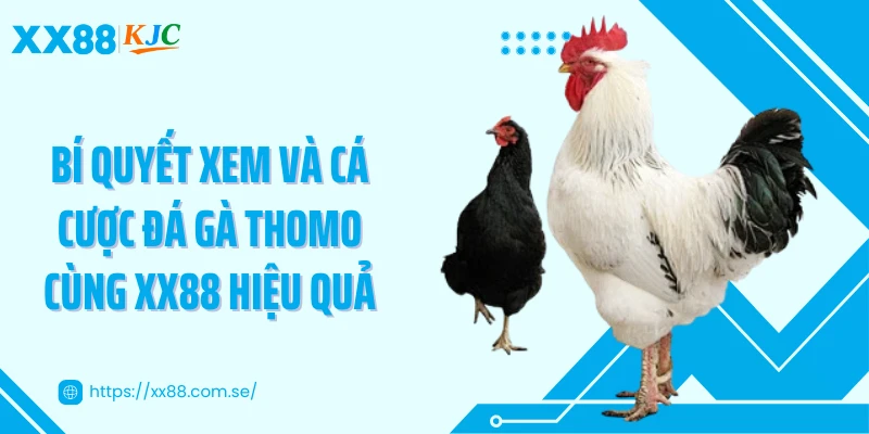 Bí quyết xem và cá cược đá gà Thomo cùng XX88 hiệu quả