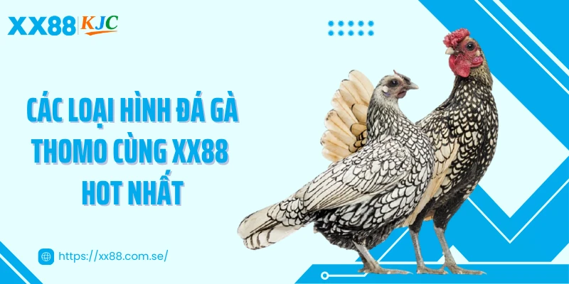 Các loại hình đá gà Thomo cùng XX88 hot nhất