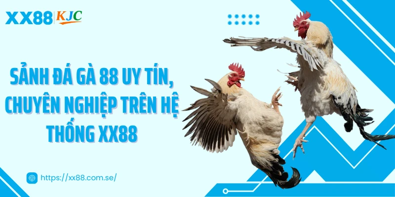 Sảnh đá gà 88 uy tín, chuyên nghiệp trên hệ thống XX88