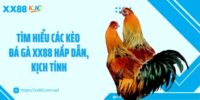 Tìm hiểu các kèo đá gà XX88 hấp dẫn, kịch tính