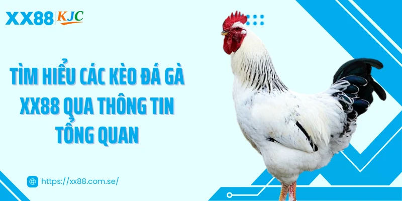 Tìm hiểu các kèo đá gà XX88 qua thông tin tổng quan