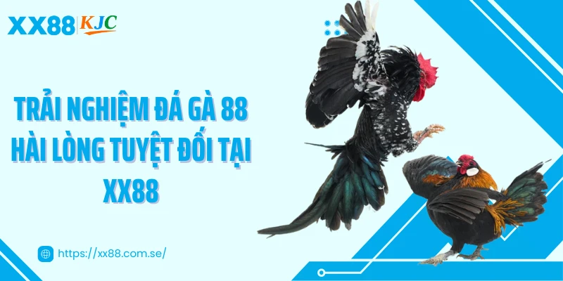 Trải nghiệm đá gà 88 hài lòng tuyệt đối tại XX88