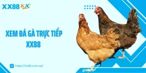 Xem Đá Gà Trực Tiếp XX88 - Trải Nghiệm Chuẩn HD, gay Cấn Từng Giây